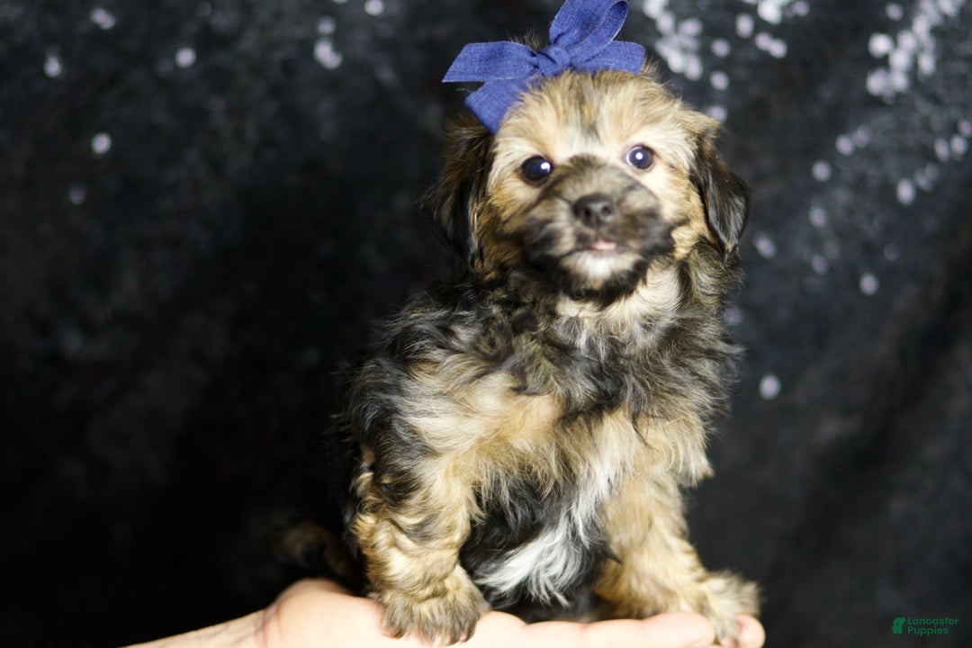 Yorkiepoo dogs for sale: Wolfie - Ad 2