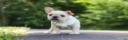 French Bulldog dogs for sale: Allie - Ad 9