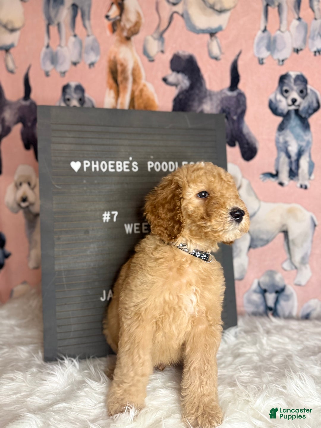 Standard Poodle dogs for sale: Standard Poodle Puppy 3 - Ad 9