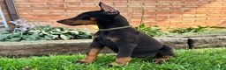 Doberman Pinscher dogs for sale: Ankor - Ad 5
