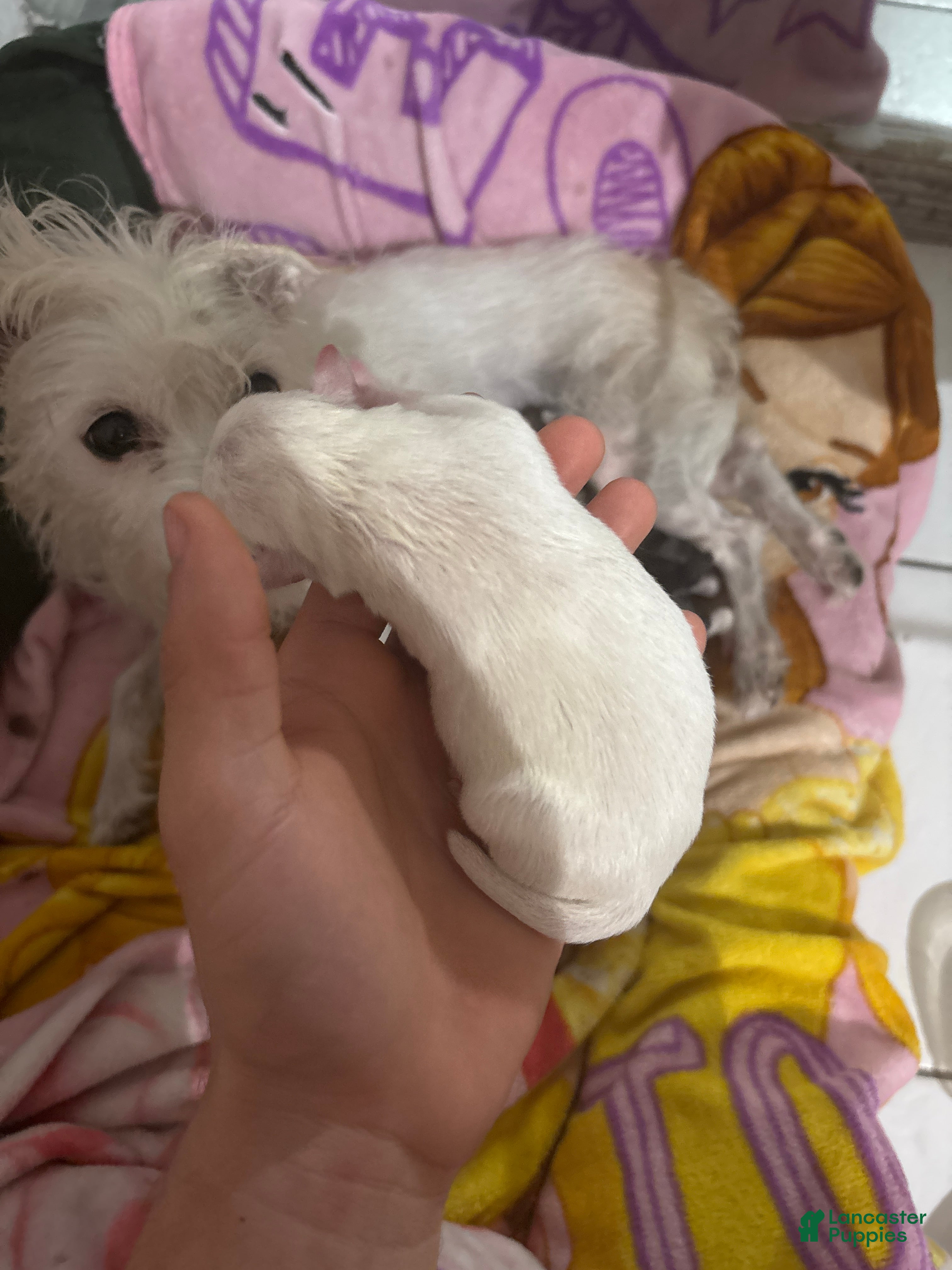 Jack Chi dogs Jack Chi Puppy 2 - Ad 41