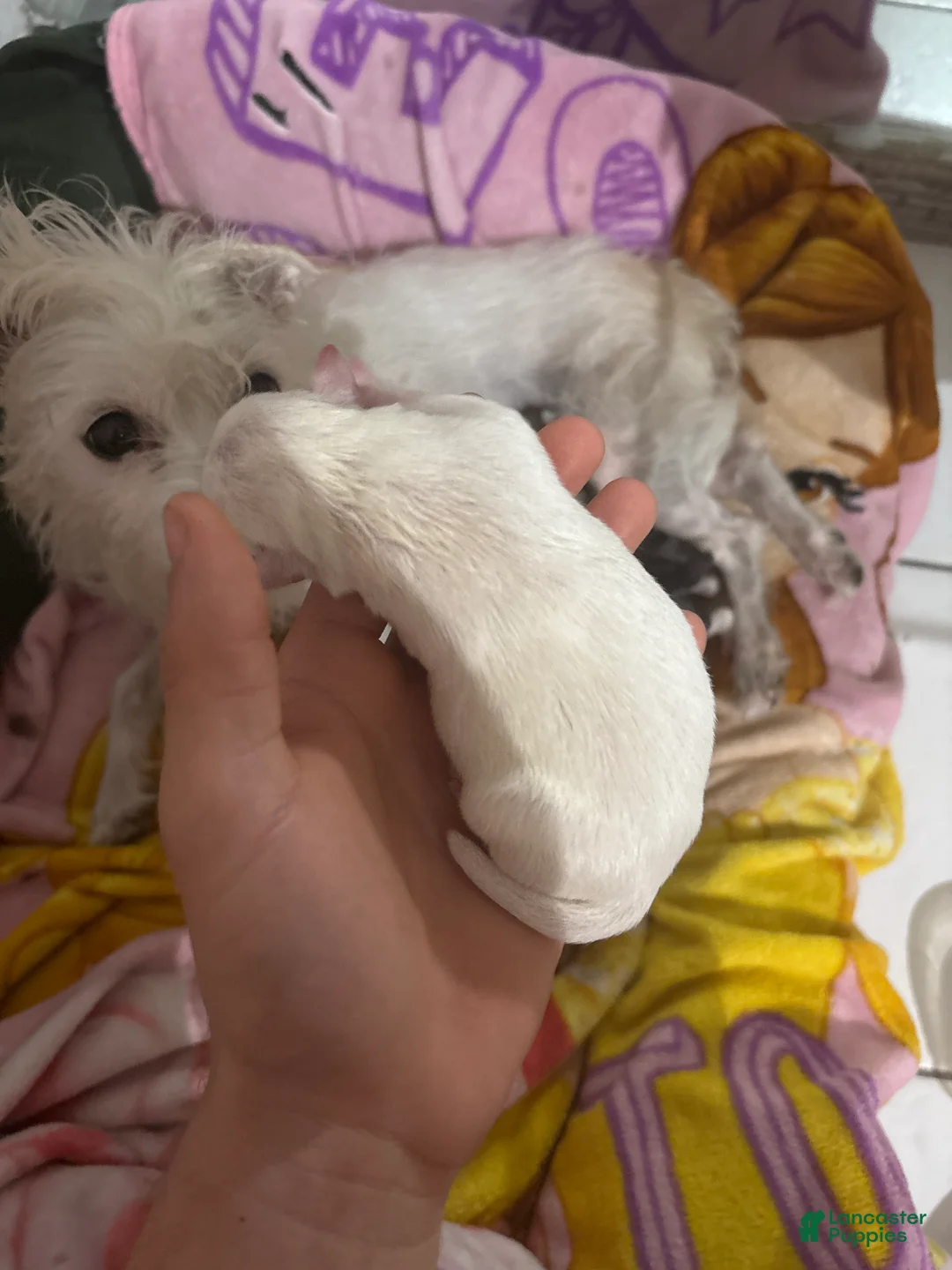 Jack Chi dogs for sale: Jack Chi Puppy 2 - Ad 1