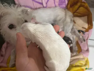 Jack Chi dogs Jack Chi Puppy 2 - Ad 3