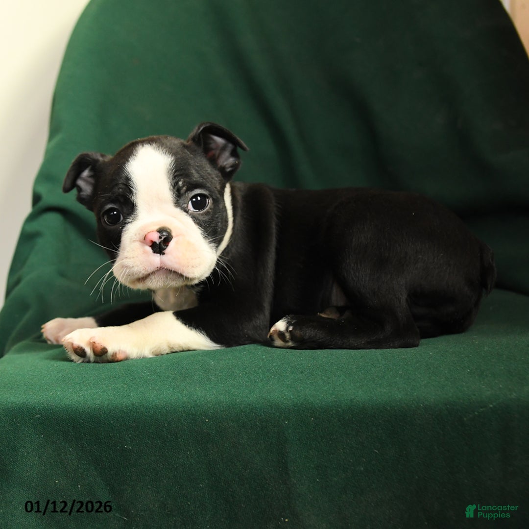 Boston Terrier dogs for sale: Finn - Ad 3