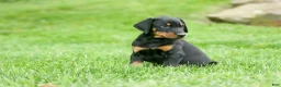 Doberman Pinscher dogs for sale:  Diesel (Black Rust)🐶🤎✨ - Ad 5