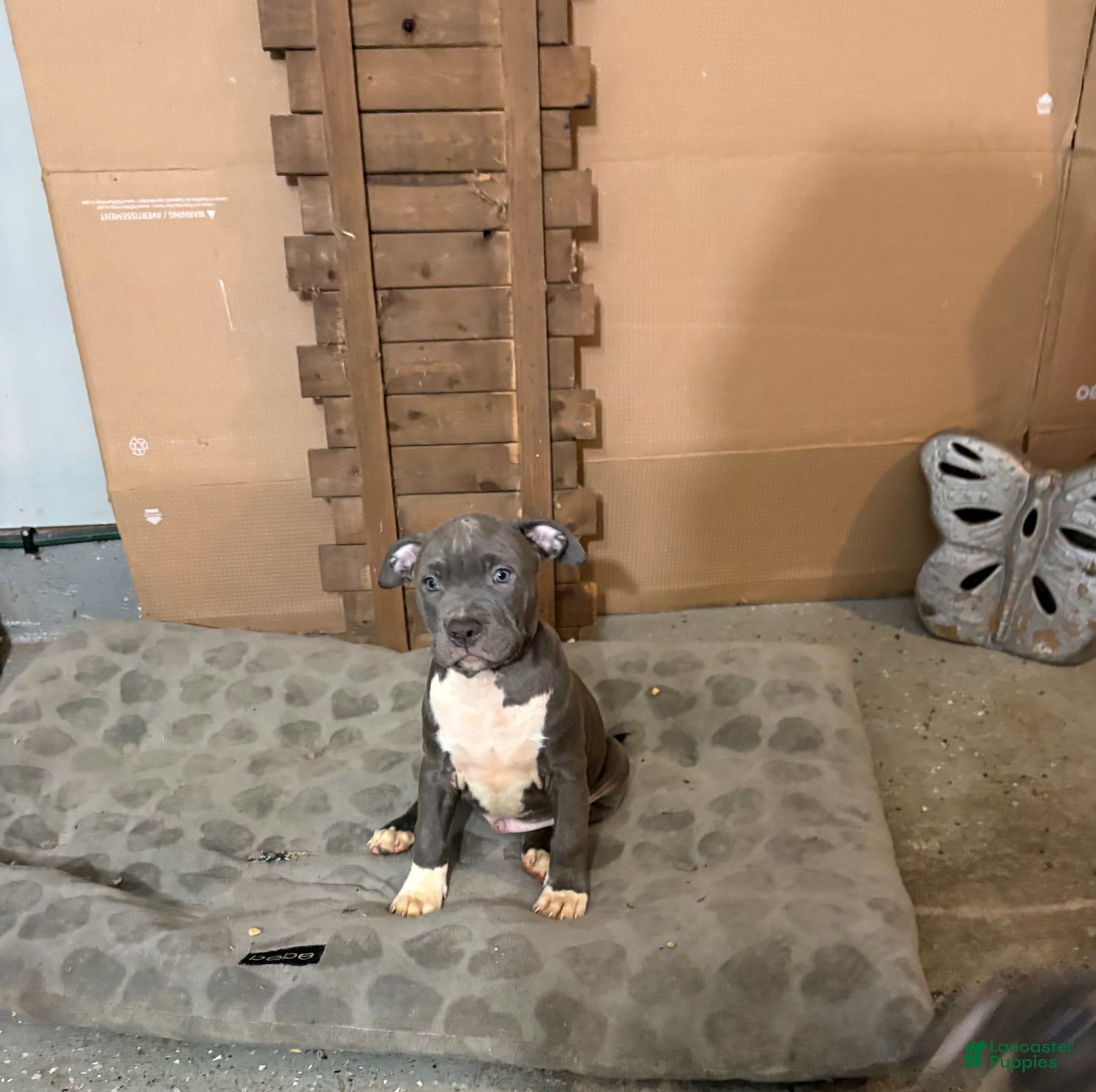 Mixed Breed dogs Pup 8 - Ad 38