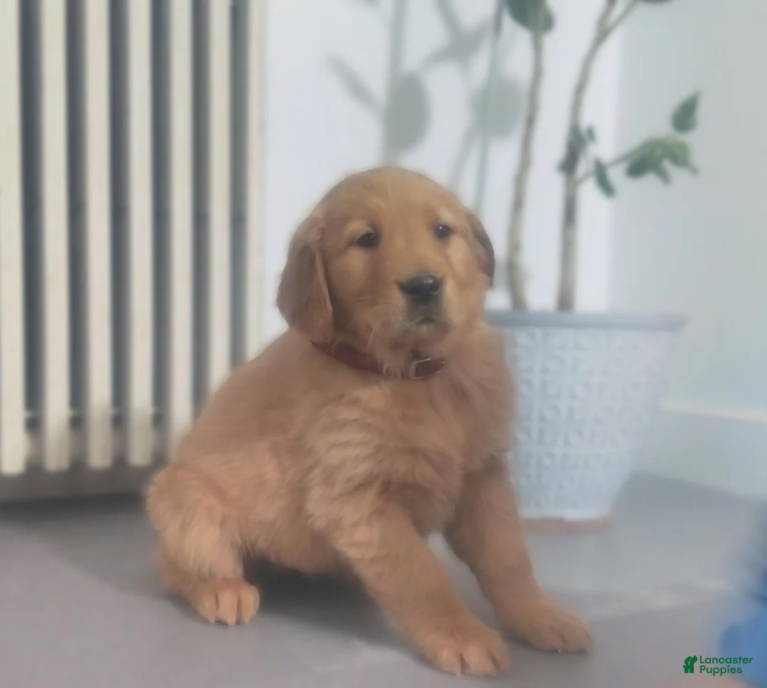 Golden Retriever dogs for sale: Willow (maroon Collar) - Ad 1