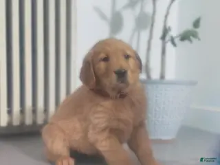 Golden Retriever dogs Willow (maroon Collar) - Ad 1