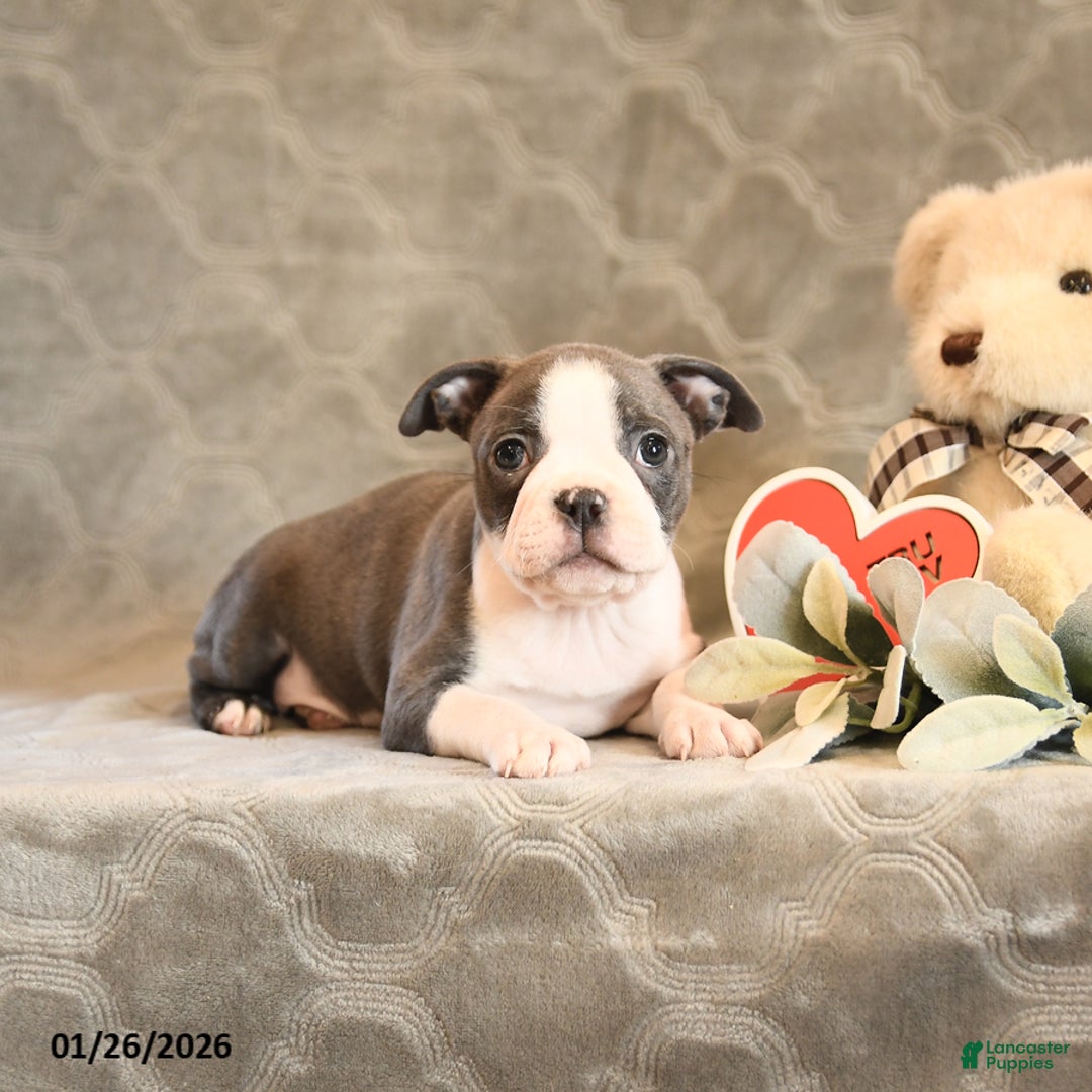 Boston Terrier dogs for sale: Honey - Ad 5
