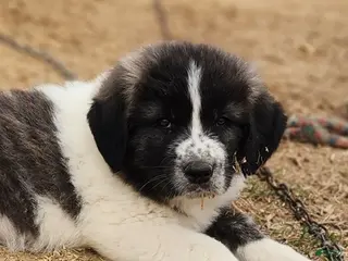 Anatolian Shepherd dogs Zena 2025 M2 ASD puppy - Ad 1