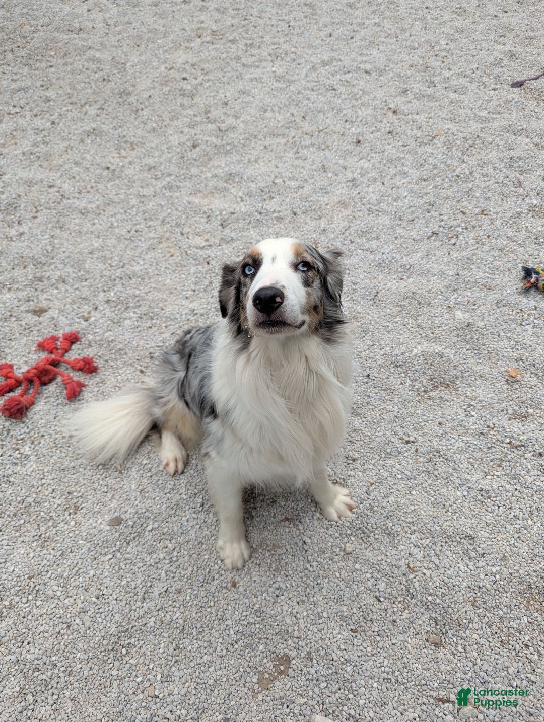 Australian Shepherd dogs for sale: Puppy Female - Ad 4