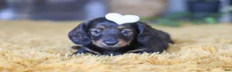 Miniature Dachshund dogs for sale: Crumpet - Ad 3