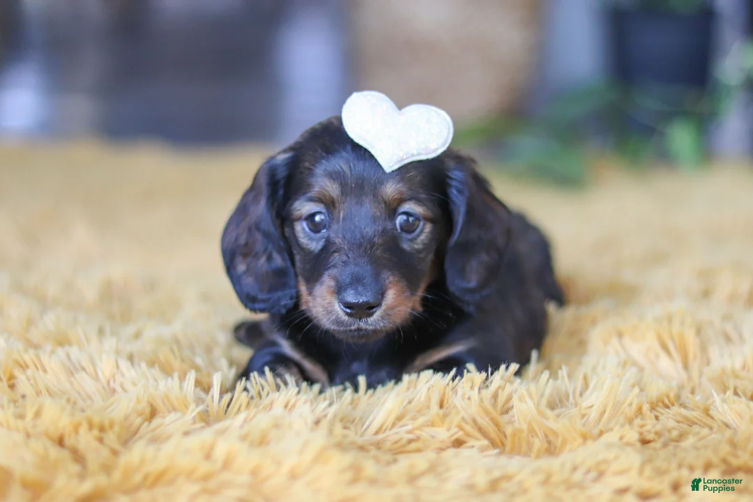 Miniature Dachshund dogs for sale: Crumpet - Ad 3