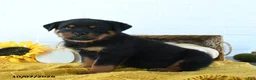 Rottweiler dogs for sale: Diesel - Ad 3