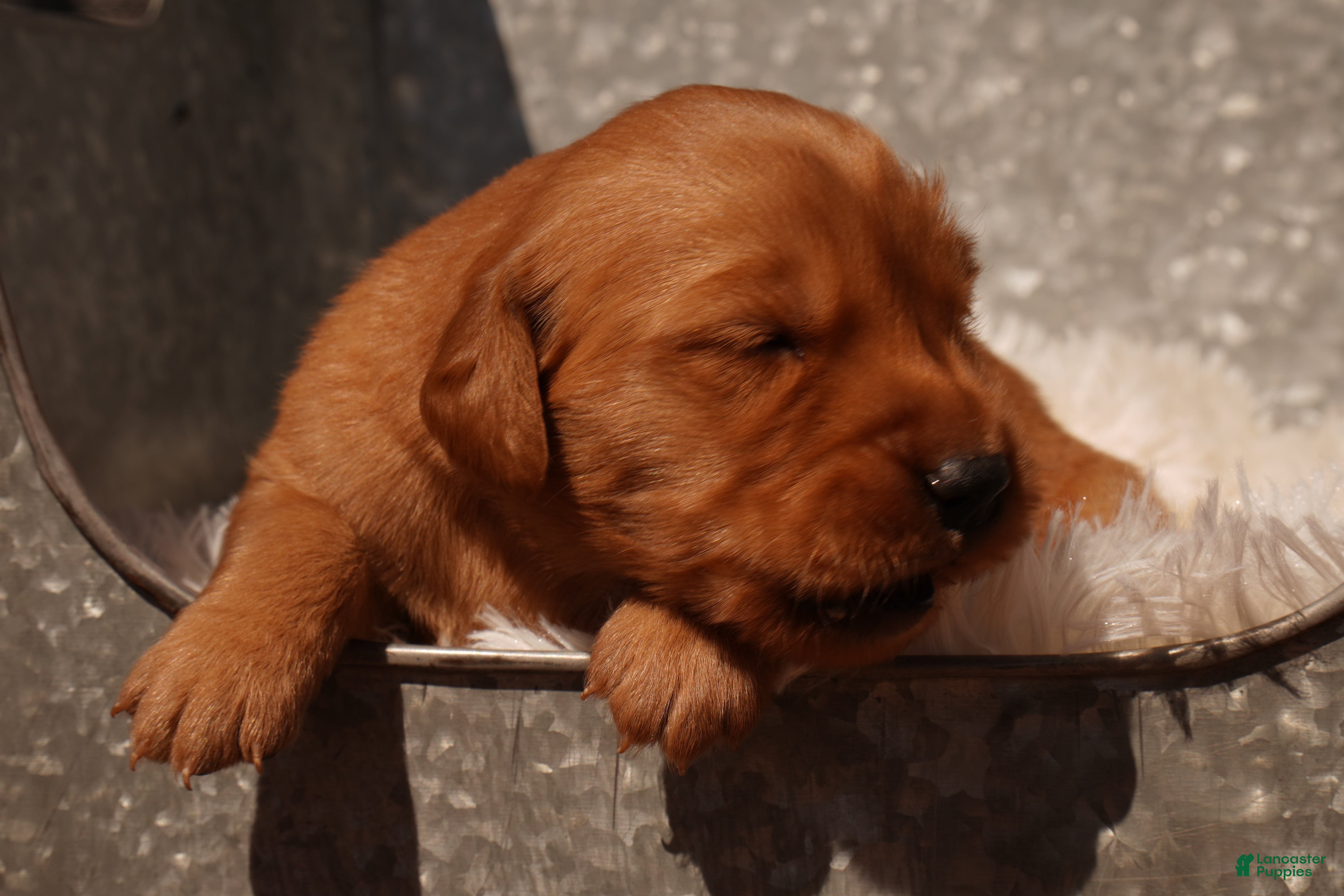 Golden Retriever dogs Missy - AKC, Genetically Clear - Ad 2