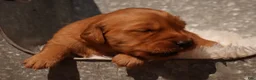 Golden Retriever dogs for sale: Missy - AKC, Genetically Clear - Ad 2