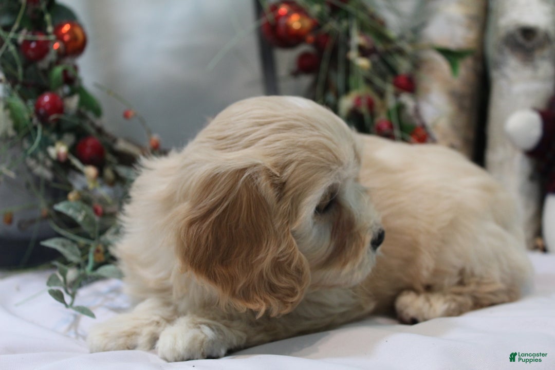 Cavachon dogs for sale: Ruby - Ad 7
