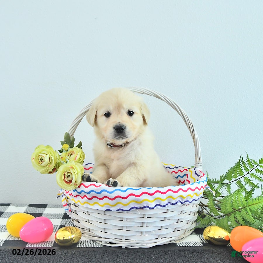 Golden Retriever dogs Alexa - Ad 2