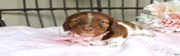 Miniature Dachshund dogs for sale: Betsy - Ad 2