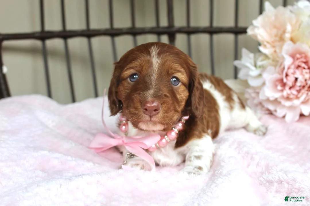 Miniature Dachshund dogs for sale: Betsy - Ad 2