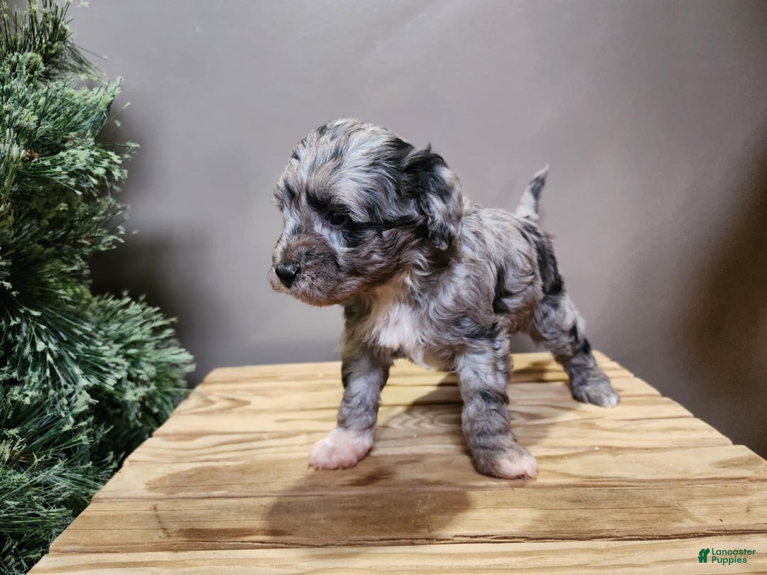 Mini Bernedoodle dogs for sale: Angel - Ad 4