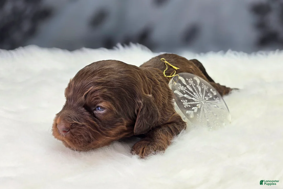 Cockapoo dogs for sale: Lyra - Ad 4