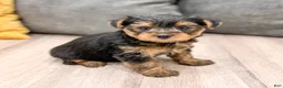 Yorkshire Terrier dogs for sale: Zeke - Ad 1
