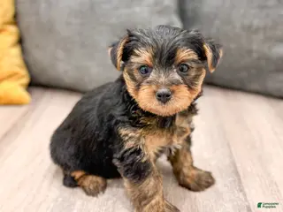 Yorkshire Terrier dogs Zeke - Ad 36