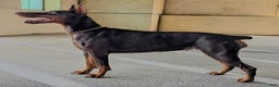 Doberman Pinscher dogs for sale: Pepper Jack - Ad 3