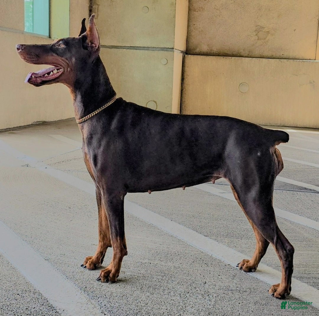 Doberman Pinscher dogs for sale: Pepper Jack - Ad 3