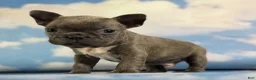 Frenchton dogs for sale: Lorenzo - Ad 3