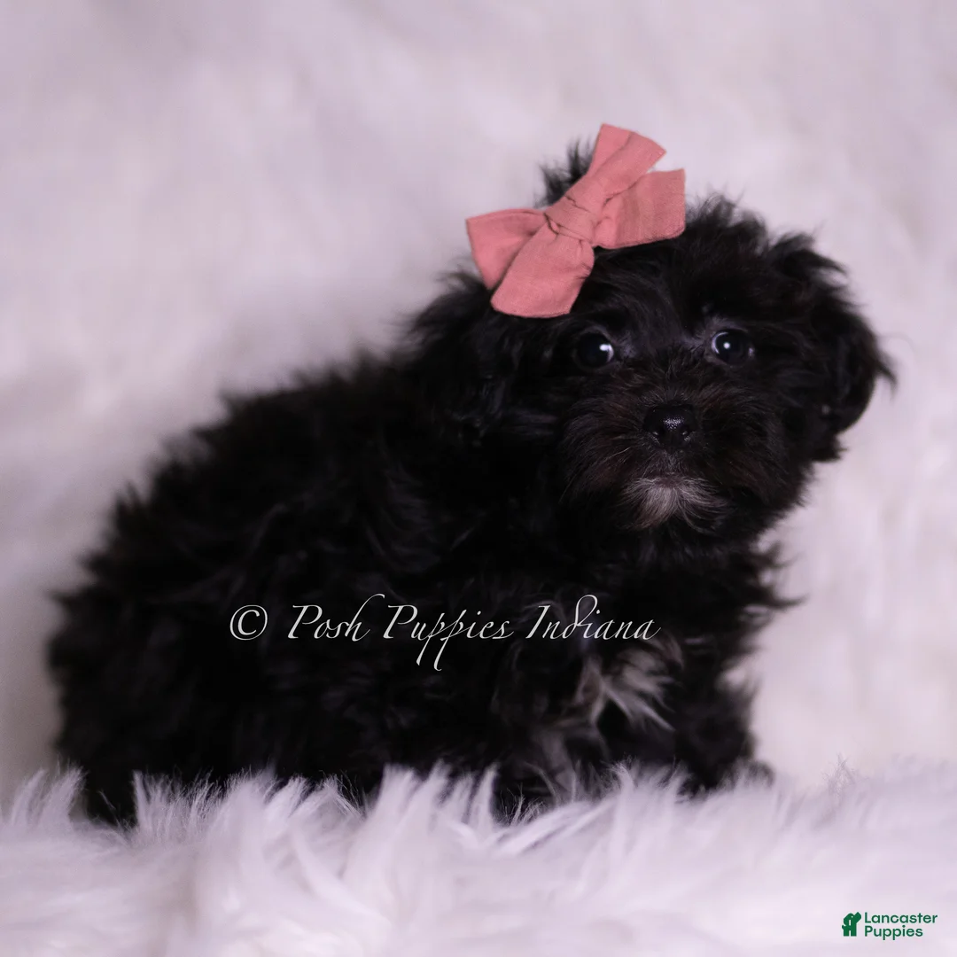 Morkie dogs for sale: Lina - Ad 6
