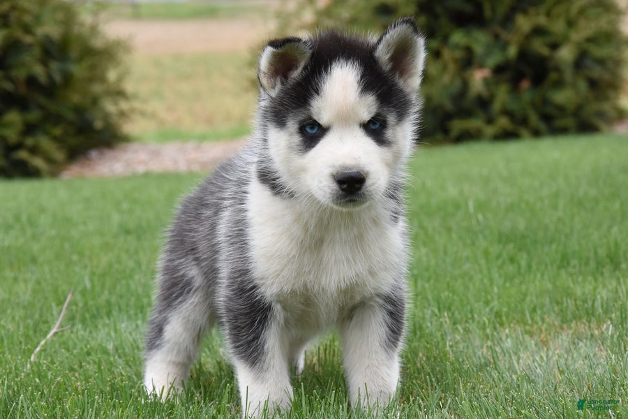 Siberian Husky dogs Saul - Ad 1