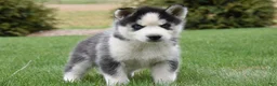 Siberian Husky dogs for sale: Saul - Ad 1