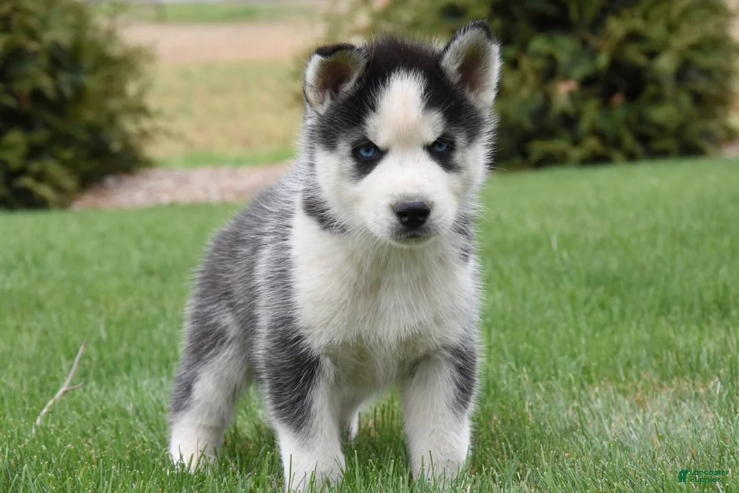 Siberian Husky dogs for sale: Saul - Ad 1
