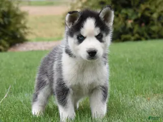 Siberian Husky dogs for sale: Saul - Ad 2