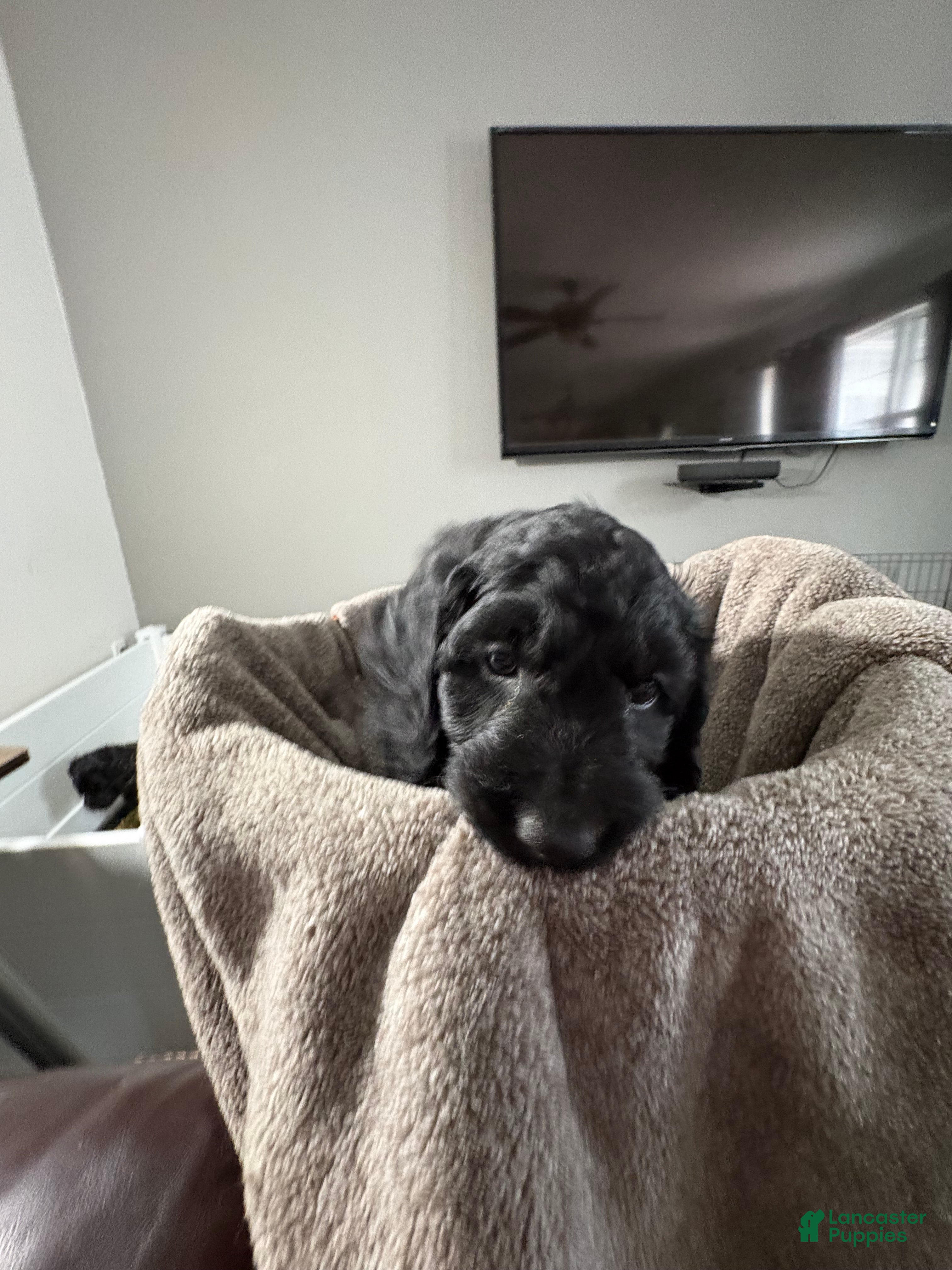 Goldendoodle dogs Goldendoodle Puppy 9 - Ad 3