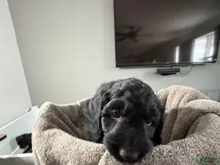 Goldendoodle dogs Goldendoodle Puppy 9 - Ad 3