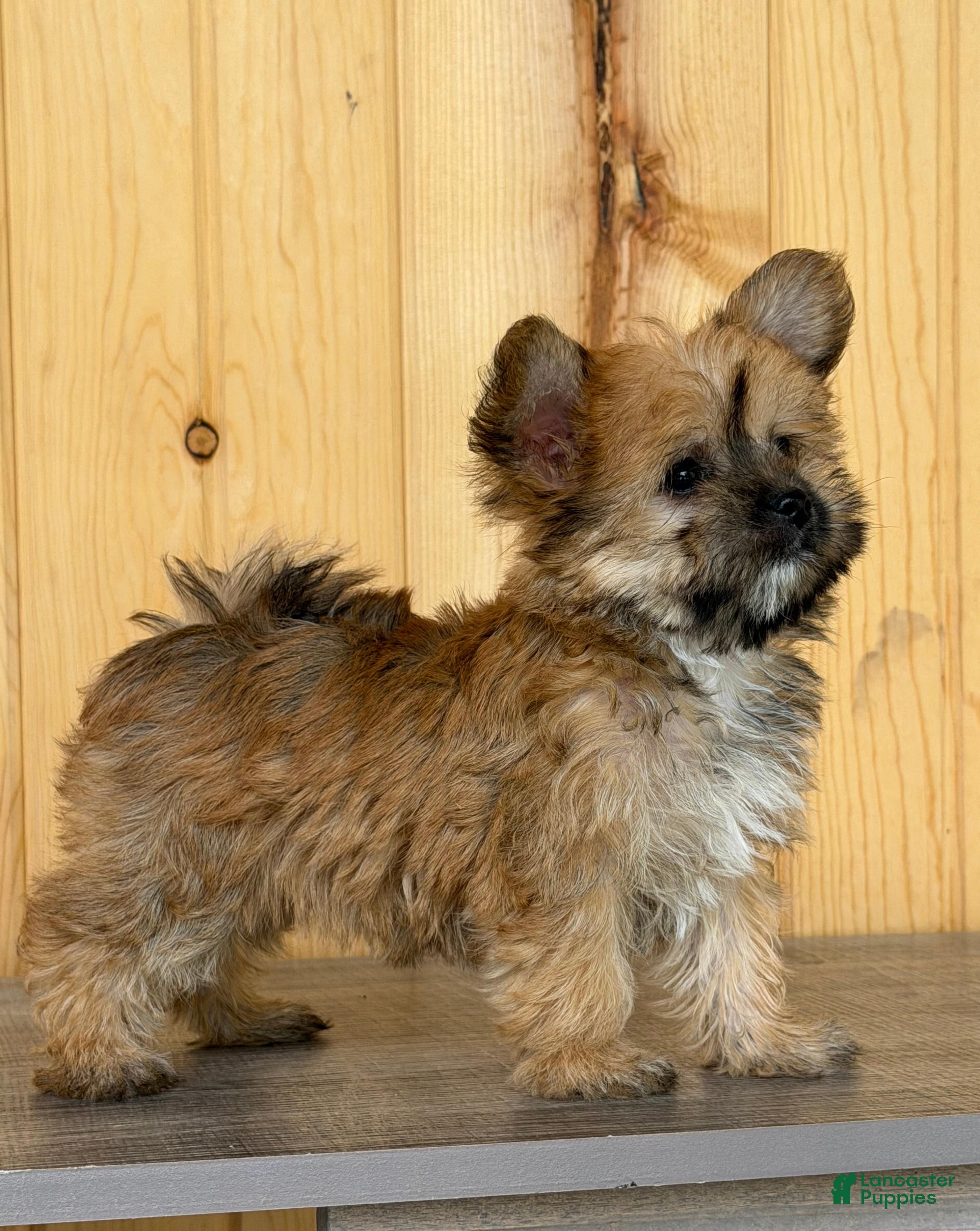 Morkie dogs Wonder - Ad 2