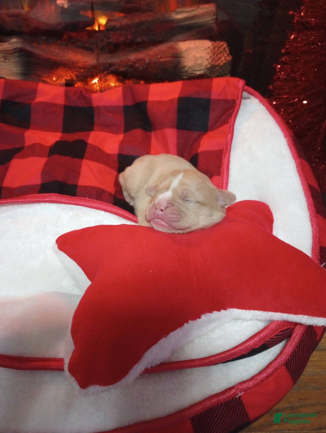 Olde English Bulldogge dogs for sale: Olde English Bulldogge Puppy 6 - Ad 2