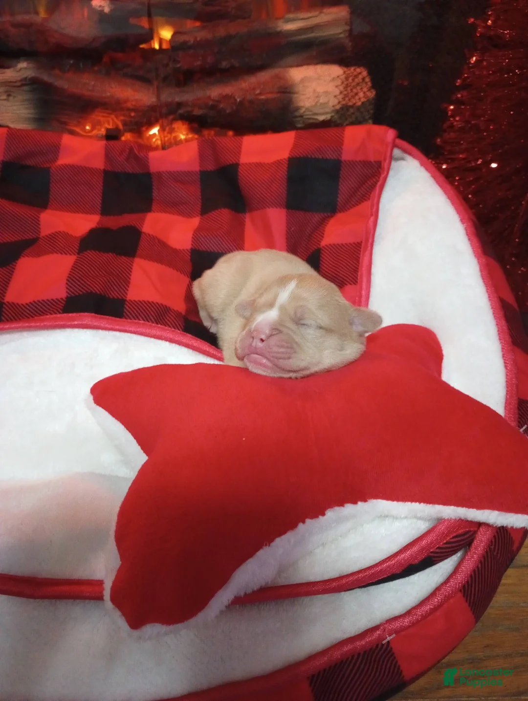 Olde English Bulldogge dogs for sale: Olde English Bulldogge Puppy 6 - Ad 8