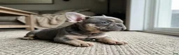 French Bulldog dogs for sale: BiBi - Ad 4