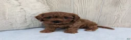 Cavapoo dogs for sale: Archie - Ad 4