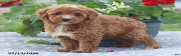 Miniature Poodle dogs for sale: Natasha - Ad 6