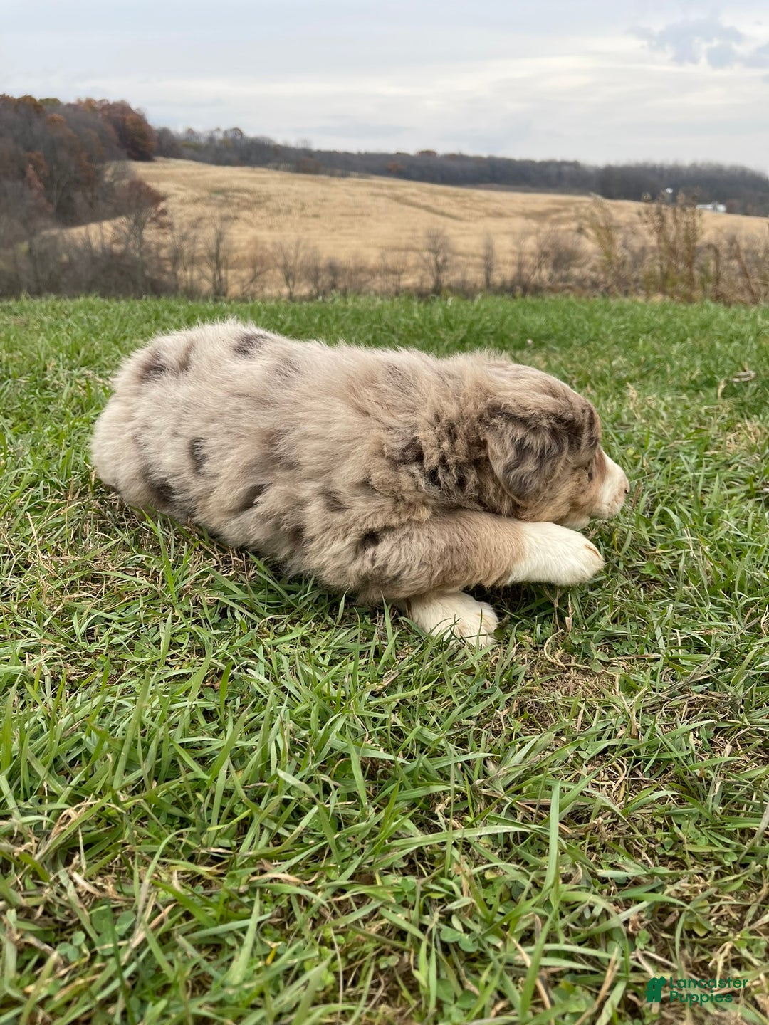 Australian Shepherd dogs for sale: Percy - Ad 6