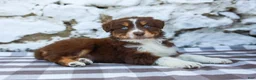 Australian Shepherd dogs for sale: Mister - Ad 3