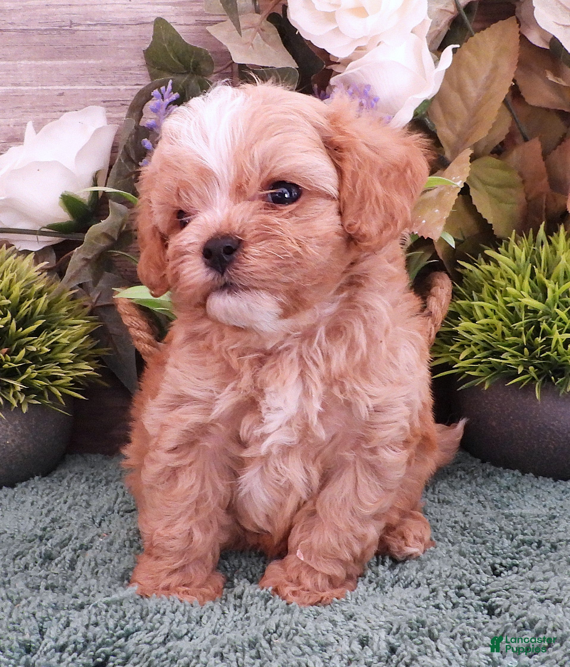 Cavapoo dogs Ginger #4 Male - Ad 34