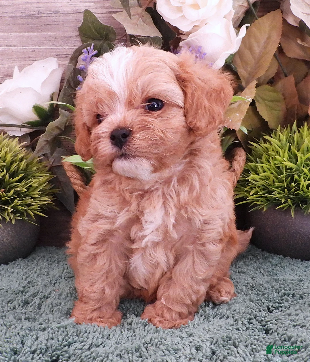 Cavapoo dogs for sale: Ginger #4 Male - Ad 1