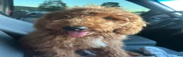 Goldendoodle dogs for sale: Goldendoodle 1 - Ad 1