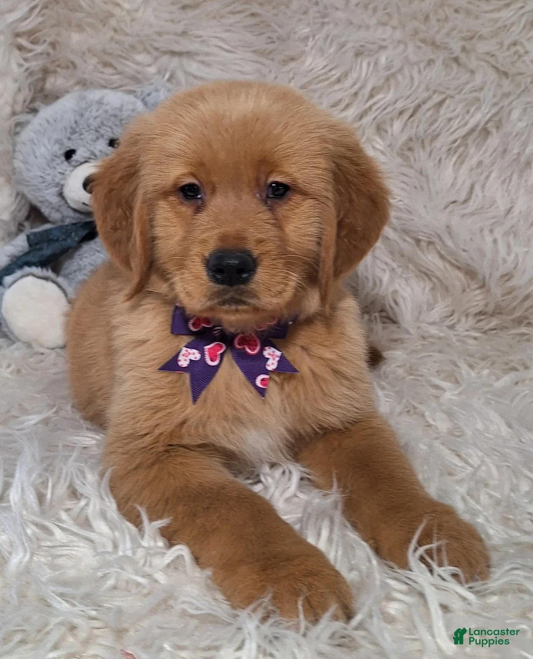 Golden Retriever dogs for sale: Livio - Ad 2